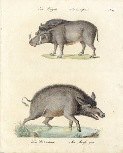 Warthog and Wild Boar by Karl Joseph Brodtmann