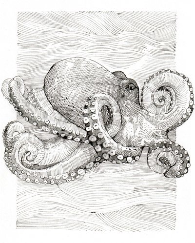 Black and White Octopus Line Drawing by Katie O'Shea