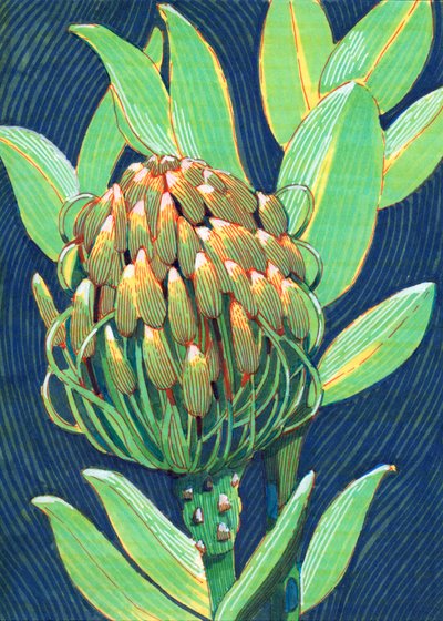 Vibrant Protea Flower by Katie O'Shea