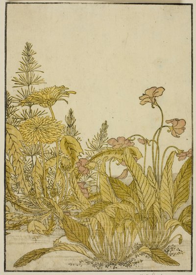 Spring Flowers: Violets and Dandelions, from the book 