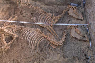 Excavation of the remains of ten donkeys next to a royal burial enclosure, Abydos, 2005 by Kenneth Garrett
