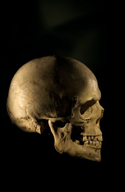 Modern Human Skull, scientific study skeleton by Kenneth Garrett