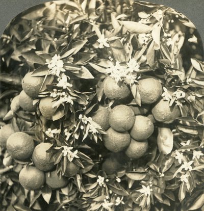Orange Blossoms and Mature Oranges Growing on the Same Tree, California, c1900 by Keystone View Company