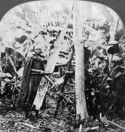 Peeling bark for making bark cloth, Uganda by Keystone View Company