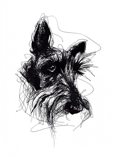 Expressive Scottish Terrier Sketch by Kiarra B