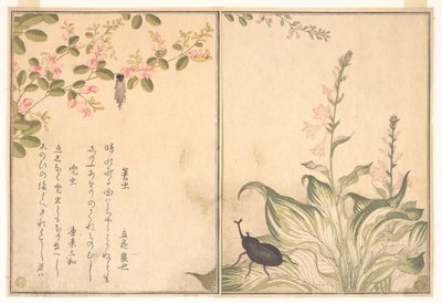 Bagworm (Minomushi); Horned Scarab Beetle (Kabutomushi), from the Picture Book of Crawling Creatures by Kitagawa Utamaro
