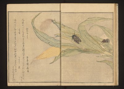 Cicada and Spider on Corn by Kitagawa Utamaro