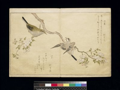 Tit on a Bough on the Right and a Bush-Warbler on a Branch on the Left, from an Album 