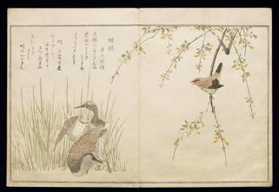 Wren and a Pair of Snipe, from an Album 