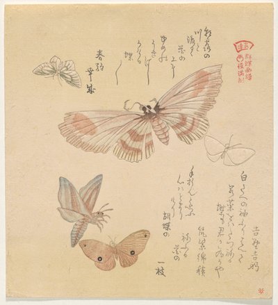 Butterflies and Moths, from the series A Flock of Butterflies by Kubo Shunman