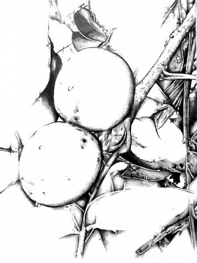 Botanical Fruit Sketch by Kulik