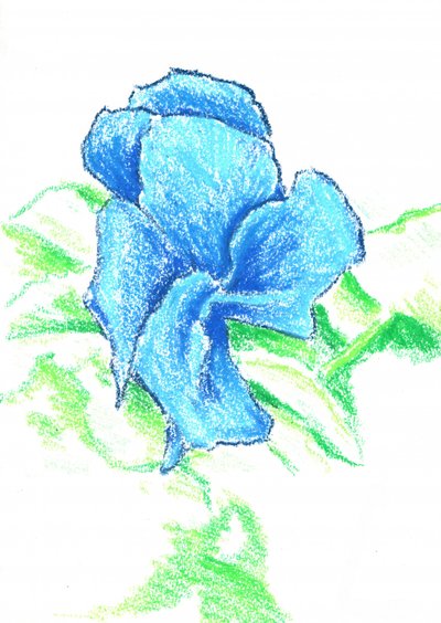 Bright Blue Flower Drawing by Kulik