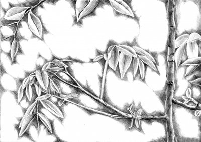Dappled Light Leaves by Kulik