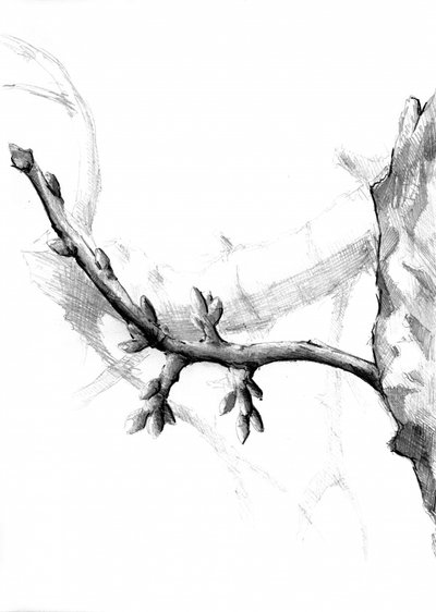 Detailed Branch Sketch by Kulik