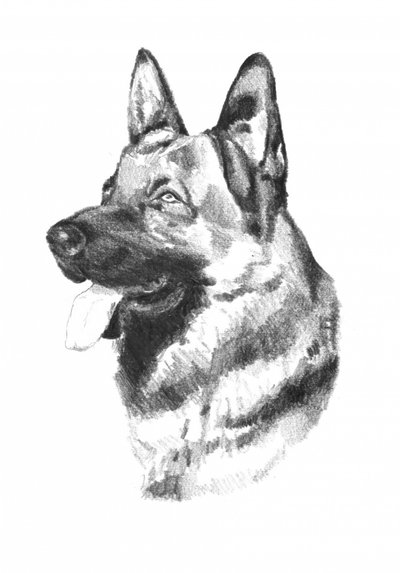 Dog Animal Art Drawing Sketch 19 by Kulik