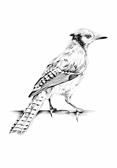 Elegant Blue Jay Sketch by Kulik