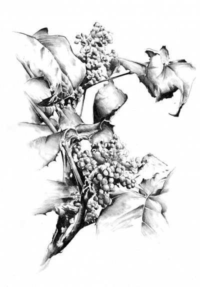 Elegant Grape Vine Study by Kulik