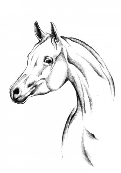 Elegant Horse Sketch by Kulik