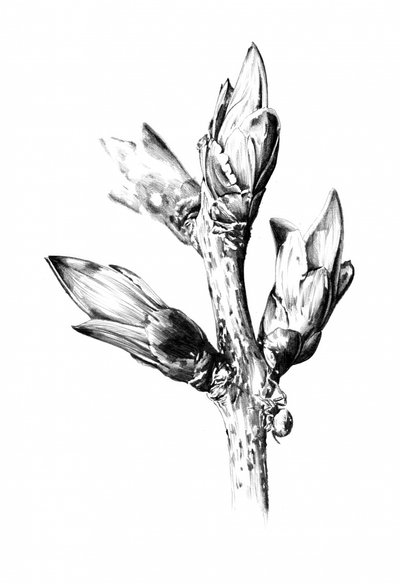Emerging Spring Buds by Kulik