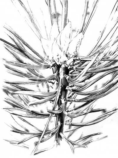 Evergreen Branch Detail by Kulik
