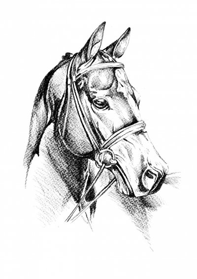 Majestic Horse Drawing by Kulik