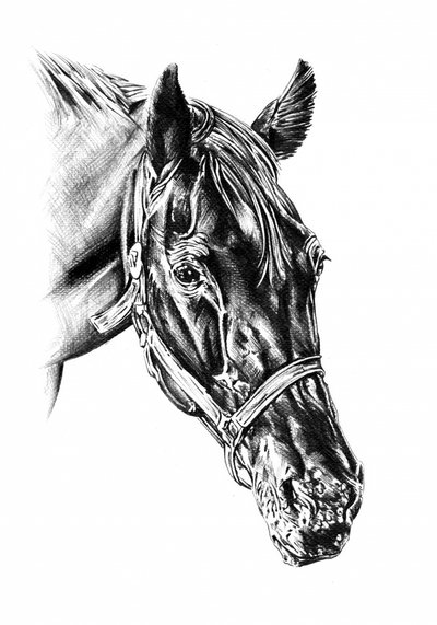 Majestic Horse Head by Kulik