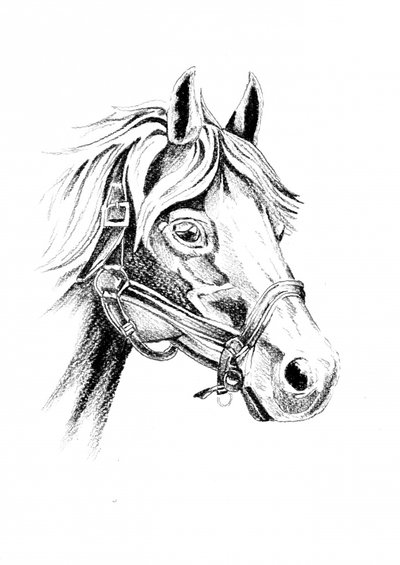 Noble Horse Portrait by Kulik