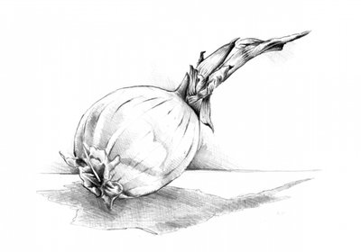 Onion Still Life Drawing by Kulik