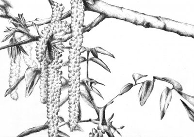 Spring Catkins (Detail) by Kulik
