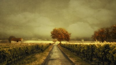 Autumn Vineyard Road by Lars van de Goor †