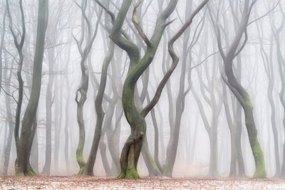 Eerie Winter Forest by Lars van de Goor †