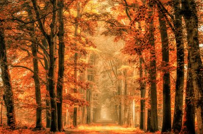 Golden Autumn Forest Path by Lars van de Goor †