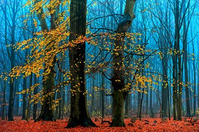 Misty Autumn Forest by Lars van de Goor †