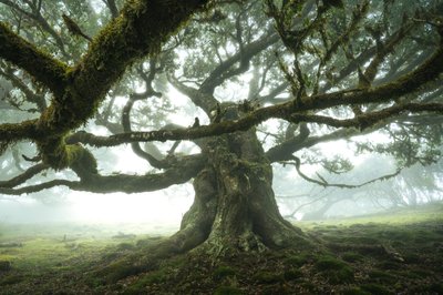 The Forest Is Listening, 2023 by Lee Cooper