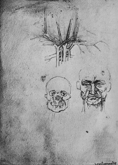 Drawing Showing the Position of the Blood Vessels in the Neck and Face by Leonardo da Vinci