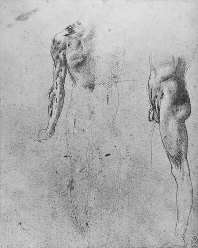Studies of a Nude Man Seen from the Back and from the Side, c1480 by Leonardo da Vinci
