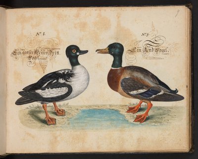 An Exact Natural Description and Delineation of the Water-Fowls, Fishes, Fourfooted Beasts, Insect, and Worms, which are found in the waters at Strasbourg by Leonhard Baldner