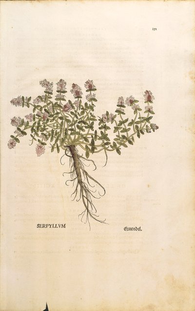 Breckland or Wild Thyme (Thymus serpyllum) by Leonhard Fuchs