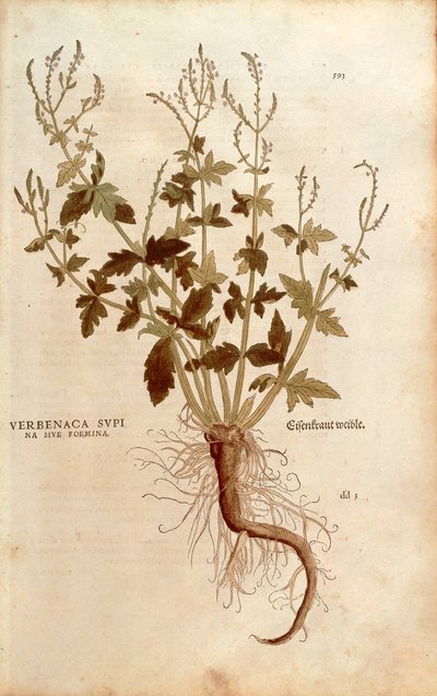 Common Vervain or Verbena (Verbena officinalis) from Notable Commentaries on the History of Plants by Leonhard Fuchs