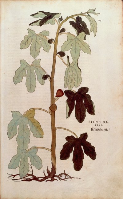 Common fig - Ficus carica (Ficus sativa) from De historia stirpium commentarii insignes (Notable Commentaries on the History of Plants), coloured engraving by Leonhard Fuchs