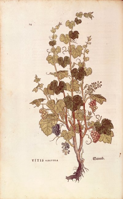 Grape Vine (Vitis vinifera) from Notable Commentaries on the History of Plants by Leonhard Fuchs