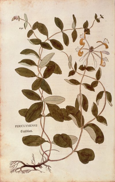 Honeysuckle (Lonicera periclymenum) from Notable Commentaries on the History of Plants by Leonhard Fuchs