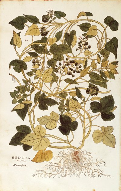 Ivy (Hedera helix nigra aurea) from Notable Commentaries on the History of Plants by Leonhard Fuchs