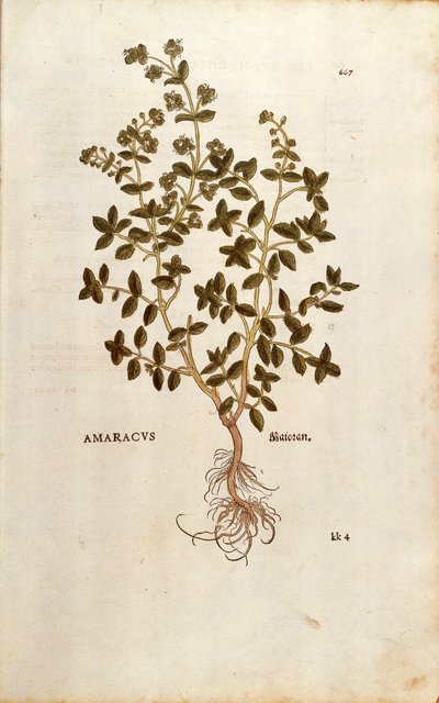 Marjoram (Origanum majorana) from Notable Commentaries on the History of Plants by Leonhard Fuchs