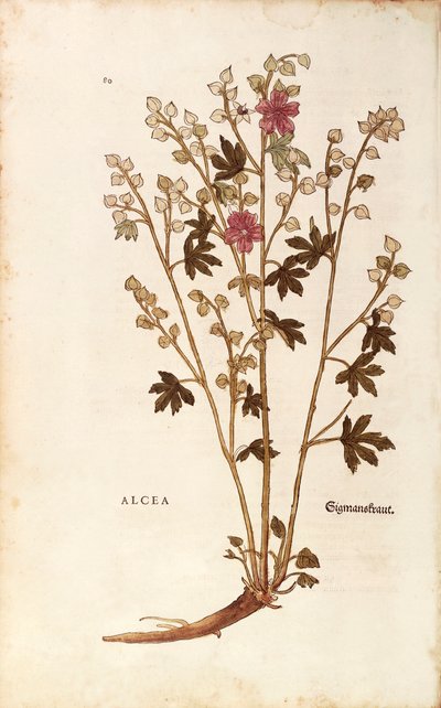 Marshmallow - Althaea from De historia stirpium commentarii insignes (Notable Commentaries on the History of Plants) coloured engraving by Leonhard Fuchs