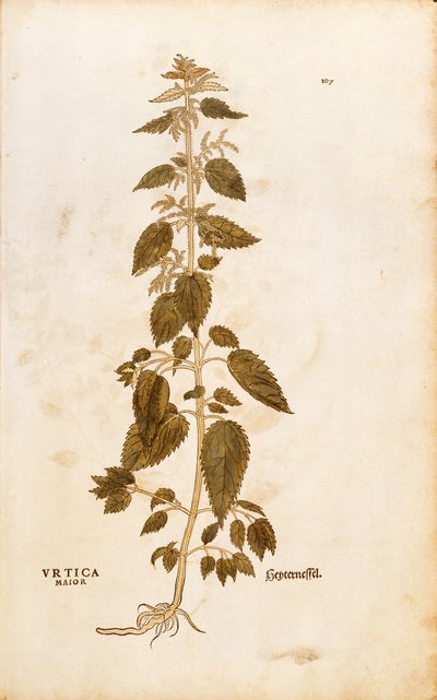 Stinging Nettle - Urtica dioica by Leonhard Fuchs