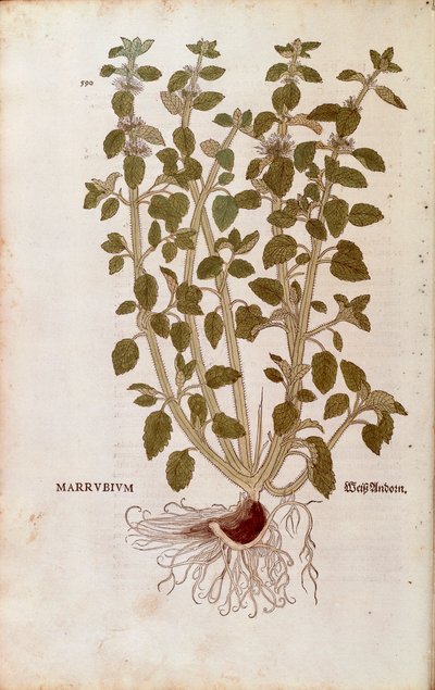 White Horehound by Leonhart Fuchs from De historia stirpium commentarii insignes by Leonhard Fuchs