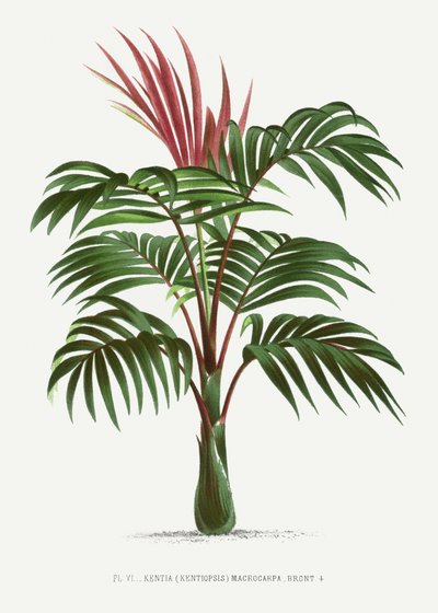 Kentiopsis by Les Palmiers Histoire Iconographique