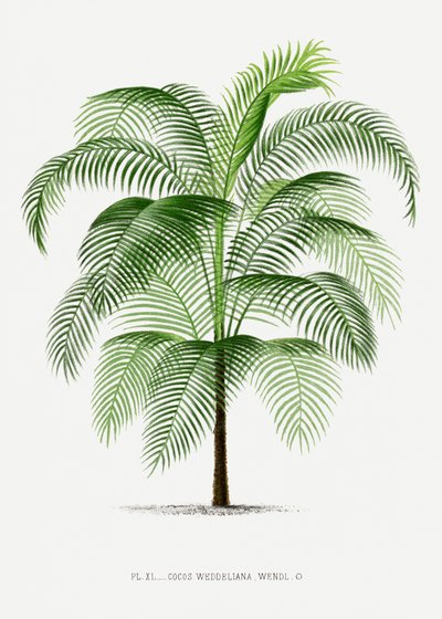 Cocos Weddeliana by Les Palmiers Histoire Iconographique