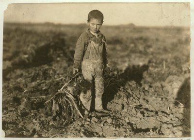 6 Year Old Jo Pulling Sugar Beets on a Farm Near Sterling, Colorado, 1915 by Lewis Wickes Hine